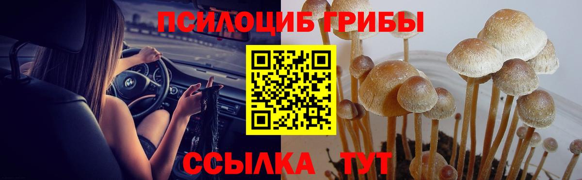 Псилоцибиновые грибы мухоморы Горно-Алтайск